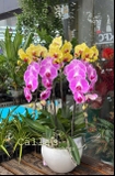 CHẬU HỒ ĐIỆP 5 CÀNH HỒNG TRƠN MIX VÀNG MAI
