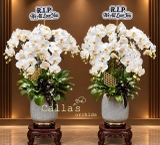 CHẬU LAN VIẾNG 5 CÀNH TRẮNG