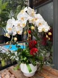 CHẬU HỒ ĐIỆP 3 CÀNH TRẮNG LƯỠI VÀNG