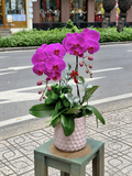 CHẬU 2 CÀNH HỒ ĐIỆP TÍM