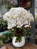CHẬU HỒ ĐIỆP 7 CÀNH TRẮNG LƯỠI VÀNG