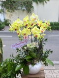 CHẬU LAN HỒ ĐIỆP 5 CÀNH VÀNG MAI