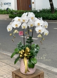 CHẬU 3 CÀNH HỒ ĐIỆP TRẮNG