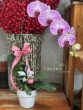 CHẬU HỒ ĐIỆP 1 CÀNH HỒNG GÂN