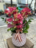 CHẬU HỒ ĐIỆP 3 GỐC MINI ĐỎ HỒNG