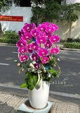 CHẬU 3 CÀNH HỒ ĐIỆP TÍM