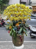CHẬU 30 CÀNH VÀNG MAI MIX TIỂU CẢNH