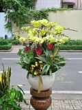 CHẬU LAN HỒ ĐIỆP 15 CÀNH XANH MIX TIỂU CẢNH