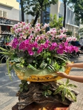 CHẬU LAN THUYỀN TRÊN LŨA - 25 GỐC MINI MIX TIỂU CẢNH