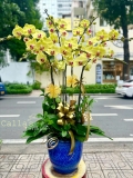 CHẬU LAN HỒ ĐIỆP 7 VÀNG MAI