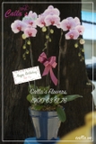 Hoa Sinh Nhật - KTT-003-Tr HBBD
