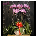 HOA SINH NHẬT-KTT-005-Ho