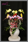 Hoa Tết-TT-005-Mini-W