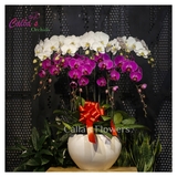 Hoa Sinh Nhật-KTT-009-Mix
