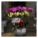 Hoa Sinh Nhật-KTT-009-Mix