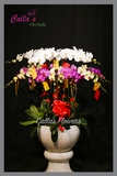 Hoa Tết-KTT-017-Mix-W