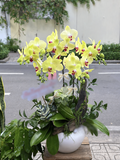 CHẬU LAN HỒ ĐIỆP 5 CÀNH VÀNG MAI