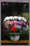 Hoa Tết-TT-010-Mix