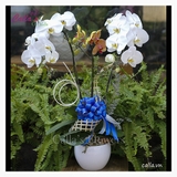 Hoa Sinh Nhật -TT-002-Mix