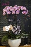 Hoa Sinh Nhật - TT-003-La HBBD 1