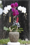 Hoa Tết - TT-003-Mix 1