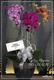 Hoa Sinh Nhật - TT-003-Mix HBBD 2