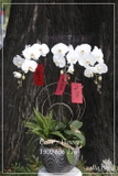 Hoa Tết - TT-003-Tr