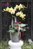 Hoa Tặng Mẹ TT-003-Va