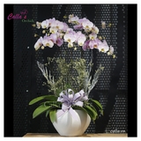 Hoa Sinh Nhật-TT-005-La