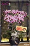 Hoa Khai Trương - TT-006-Ho KTR 1
