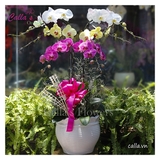 Hoa Khai Trương-TT-006-Mix