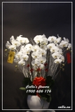 Hoa Tết-TT-006-Tr