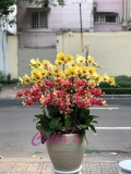 LAN HỒ ĐIỆP TẾT-VTR16