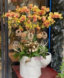 LAN HỒ ĐIỆP TẾT-CCH09