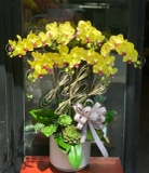 LAN HỒ ĐIỆP TẾT-VMA07