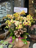 Lan Hồ Điệp Tết - MNV07