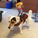 ÁO COSPLAY CƯỚP CẠN CHO CHÓ MÈO - SP007327