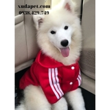 ÁO HOODIE CHO CHÓ LỚN DOG BABY - SP000611