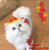 ÁO TẾT CHO CHÓ MÈO KIỂU GẤM SƯỜN XÁM XANH ĐỎ - SP000279