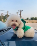 BỘ ÁO VÀ TÚI ĐEO COSPLAY SHIPPER GRAB CHO THÚ CƯNG - SP005369