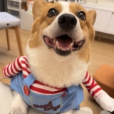 ÁO COSPLAY CHUCKY CHO CHÓ MÈO - SP007323