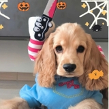 ÁO COSPLAY CHUCKY CHO CHÓ MÈO - SP007323
