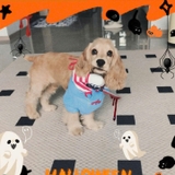 ÁO COSPLAY CHUCKY CHO CHÓ MÈO - SP007323