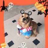 ÁO COSPLAY CHUCKY CHO CHÓ MÈO - SP007323