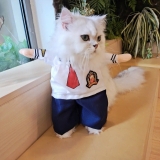 ÁO COSPLAY THỦY THỦ CHO CHÓ MÈO - SP007341