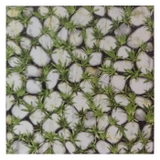 Gạch Đồng Tâm 40×40 – 4040CLG003