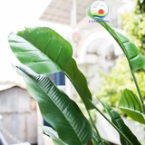 Chậu cây nhiệt đới xanh 18 lá tự nhiên