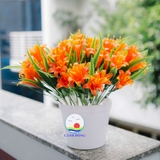Chậu hoa lily nhựa cao cấp trang trí nội thất đẹp