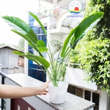 Chậu cây nhiệt đới xanh 18 lá tự nhiên