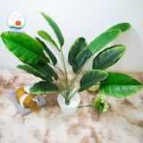 Chậu cây nhiệt đới xanh 18 lá tự nhiên